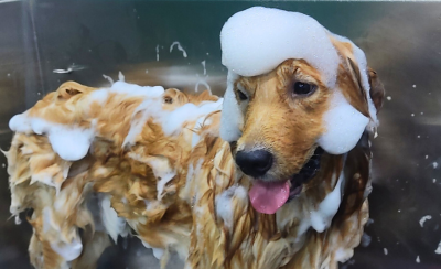 normal_bath_dog